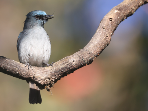 Dull-blue Flycatcher, 暗蓝仙鹟, Eumyias sordidus-gallery-