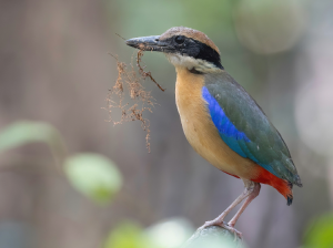 Mangrove Pitta, 红树八色鸫, Pitta megarhyncha-gallery-