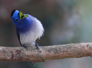 Black-naped Monarch, 黑枕王鹟, Hypothymis azurea-gallery-