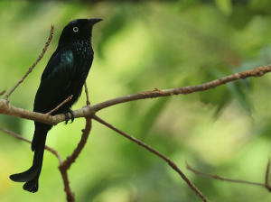 Sulawesi Spangled Drongo, 蓝点辉卷尾, Dicrurus bracteatus-gallery-