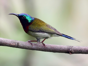 Fork-tailed Sunbird, 叉尾太阳鸟, Aethopyga christinae-gallery-