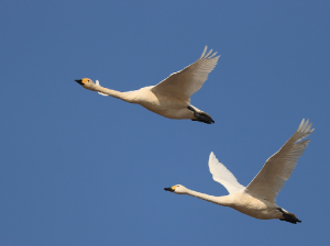 Tundra Swan, 小天鹅, Cygnus columbianus-gallery-