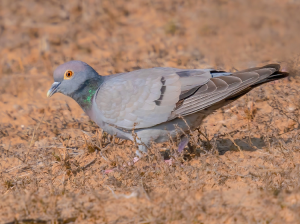 Yellow-eyed Pigeon, 中亚鸽, Columba eversmanni-gallery-