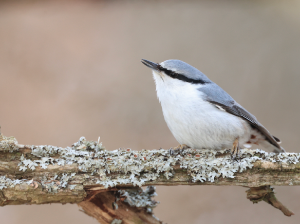 Eurasian Nuthatch, 普通?, Sitta europaea-gallery-