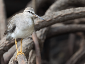 Grey-tailed Tattler, 灰尾漂鹬, Tringa brevipes-gallery-