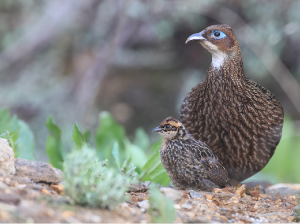 Himalayan Monal, 棕尾虹雉, Lophophorus impejanus-gallery-