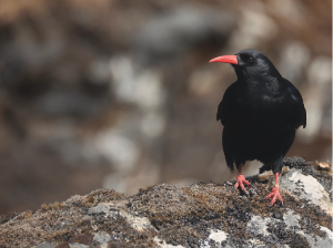 Red-billed Chough, 红嘴山鸦, Pyrrhocorax pyrrhocorax-gallery-