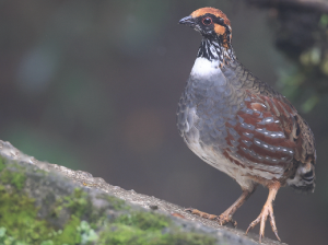 Hill Partridge, 环颈山鹧鸪, Arborophila torqueola-gallery-