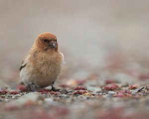 China Endemic Birds