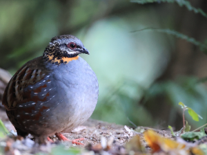 Rufous-throated Partridge, 红喉山鹧鸪, Arborophila rufogularis-gallery-