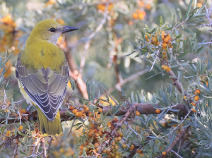 Indian Golden Oriole, 印度金黄鹂, Oriolus kundoo-gallery-