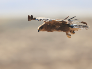 Steppe Eagle, 草原雕, Aquila nipalensis-gallery-