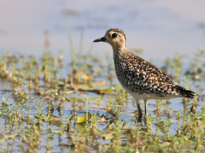 Pacific Golden Plover, 金斑鸻, Pluvialis fulva-gallery-