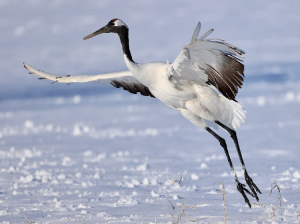 Red-crowned Crane, 丹顶鹤, Grus japonensis-gallery-