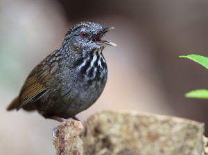 Annam Limestone Babbler, 越南灰岩鹪鹛, Gypsophila annamensis-gallery-