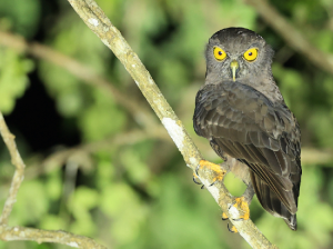 Hume’s Hawk Owl, 休氏鹰鸮, Ninox obscura-gallery-