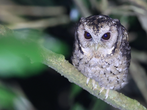 Collared Scops Owl, 领角鸮, Otus lettia-gallery-