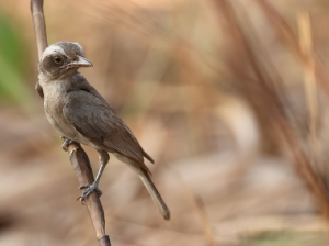 Common Woodshrike, 林鵙, Tephrodornis pondicerianus-gallery-