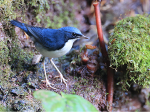 Siberian Blue Robin, 蓝歌鸲, Larvivora cyane-gallery-