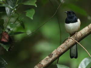 Andaman Shama, 安达曼鹊鸲, Copsychus albiventris-gallery-