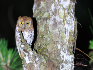 Oriental Scops Owl, 红角鸮, Otus sunia-gallery-