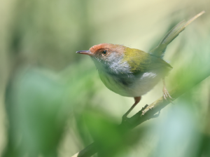 Common Tailorbird, 长尾缝叶莺, Orthotomus sutorius-gallery-