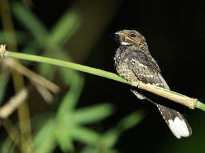 Andaman Nightjar, 安达曼夜鹰, Caprimulgus andamanicus-gallery-