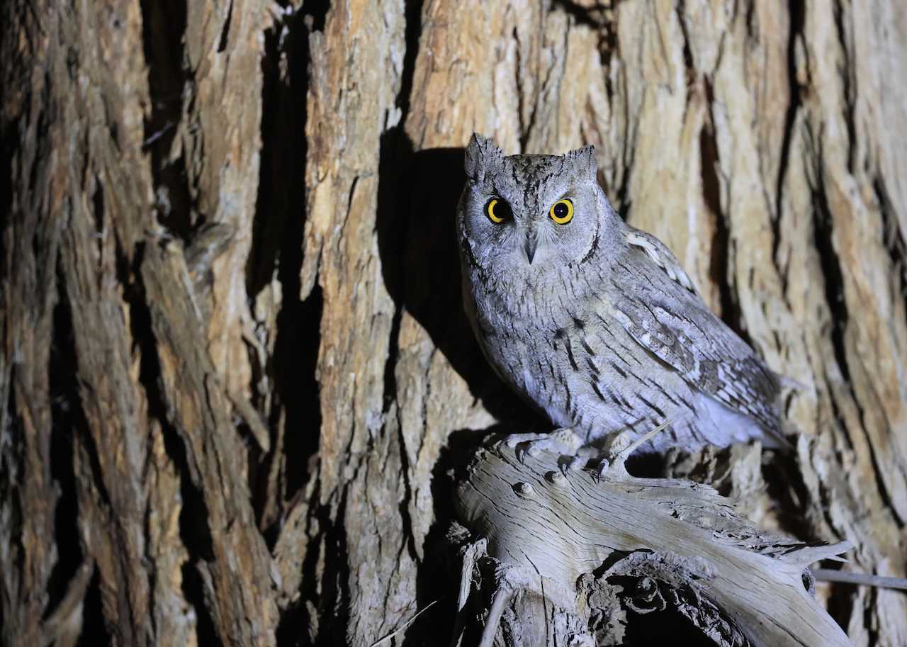 Australian Owlet-Nightjar, 澳洲裸鼻鸱, Aegotheles cristatus