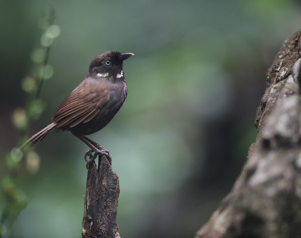 Australian Owlet-Nightjar, 澳洲裸鼻鸱, Aegotheles cristatus