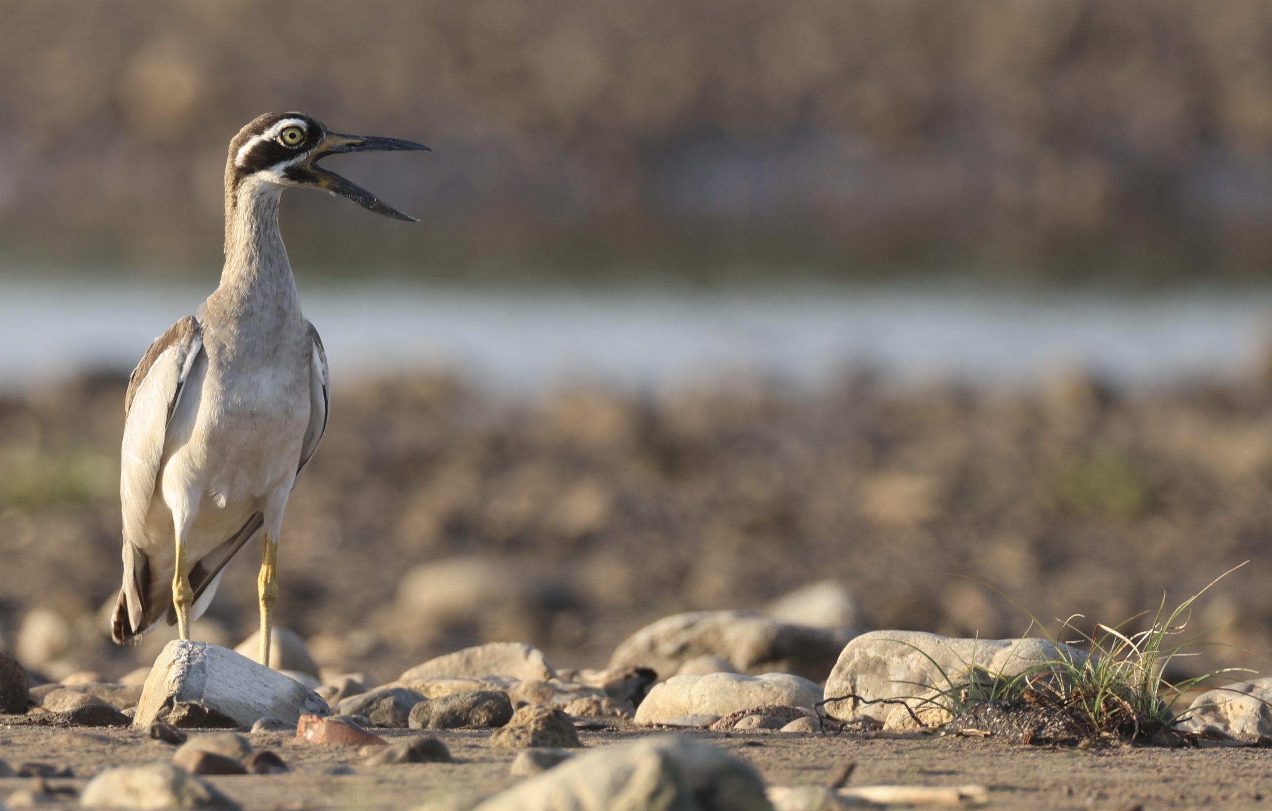 White-browed Scimitar Babbler, 灰头钩嘴鹛, Pomatorhinus schisticeps