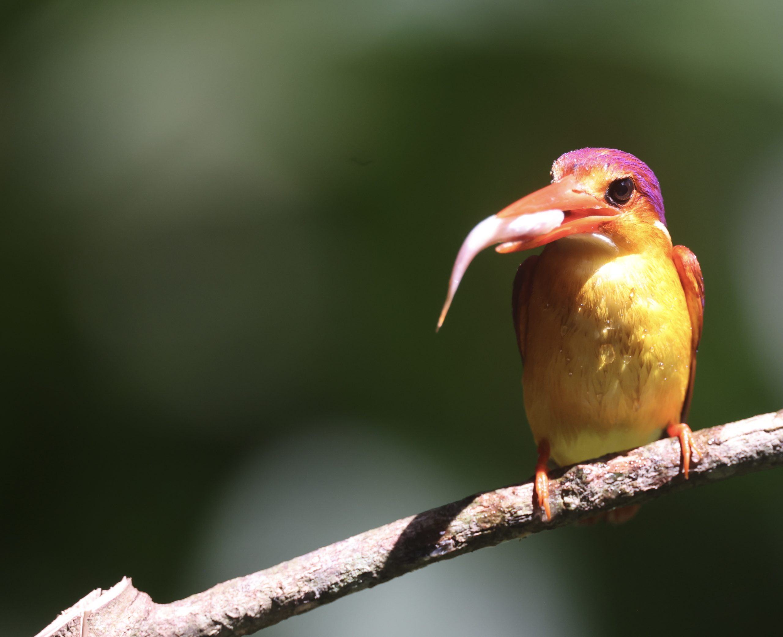 Himalayan Monal, 棕尾虹雉, Lophophorus impejanus