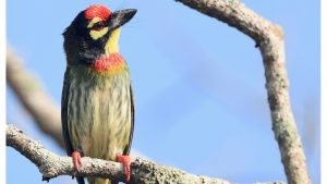 Coppersmith Barbet, 彩鹳, Mycteria leucocephala-gallery-