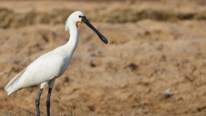 Eurasian Spoonbill, 白琵鹭, Platalea leucorodia-gallery-