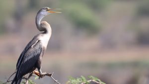 Oriental Darter, 黑腹蛇鹈, Anhinga melanogaster-gallery-