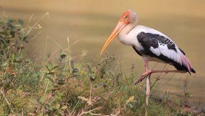 Painted Stork, 彩鹳, Mycteria leucocephala-gallery-