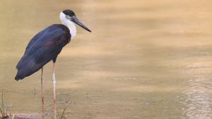 Woolly-necked Stork, 彩鹳, Mycteria leucocephala-gallery-