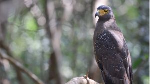 Crested Serpent Eagle, 蛇雕, Spilornis cheela-gallery-