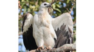 White-bellied Sea Eagle, 白腹海雕, Haliaeetus leucogaster-gallery-