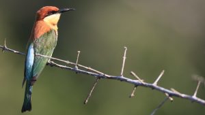 Chestnut-headed Bee-eater, 栗头蜂虎, Merops leschenaulti-gallery-