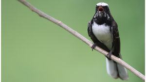 White-browed Fantail, 白眉扇尾鹟, Rhipidura aureola-gallery-