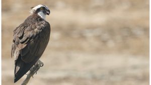 Western Osprey, 鹗, Pandion haliaetus-gallery-