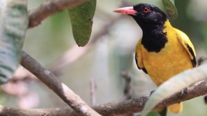 Black-hooded Oriole, 黑头黄鹂, Oriolus xanthornus-gallery-