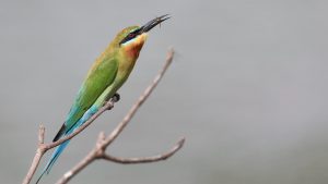 Blue-tailed Bee-eater, 栗喉蜂虎, Merops philippinus-gallery-