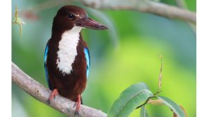 White-throated Kingfisher, 白胸翡翠, Halcyon smyrnensis-gallery-