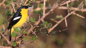 Common Iora, 黑翅雀鹎, Aegithina tiphia-gallery-