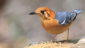 Orange-headed Thrush, 橙头地鸫, Geokichla citrina-gallery-