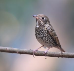 White-throated Rock Thrush, 白喉矶鸫, Monticola gularis-gallery-