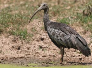 Giant Ibis, 巨鹮, Pseudibis gigantea-gallery-