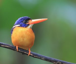 Moluccan Dwarf Kingfisher, 矮三趾翠鸟, Ceyx lepidus-gallery-