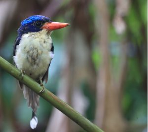 Common Paradise Kingfisher, 普通仙翡翠, Tanysiptera galatea-gallery-